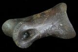 Struthiomimus Toe Bone - Montana #66433-1